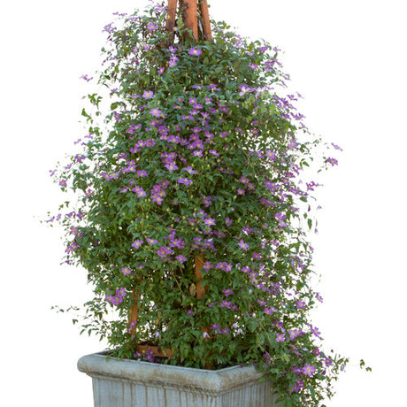 Clematis Happy Jack Purple flowering vine in a pot