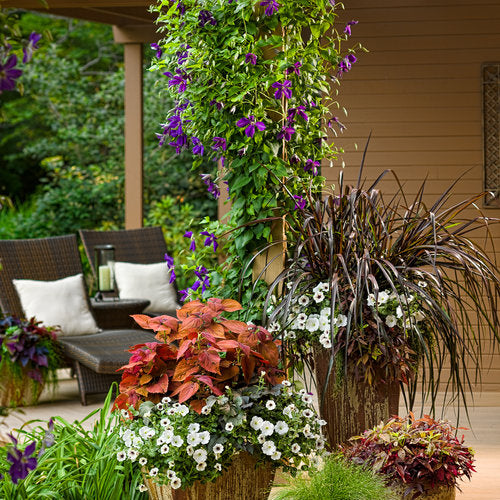 Clematis HAPPY JACK® Purple | Proven Winners® – Creekside Nursery, Inc