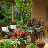 Clematis Happy Jack Purple with purple flowers on a vine