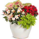 Double Delight Appleblossom begonia in a nursery pot