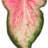 Heart to Heart Blushing Bride caladium in a pot