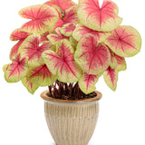 Heart to Heart Lemon Blush caladium with pale pink and green leaves