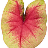 Heart to Heart Lemon Blush caladium with blush pink leaves