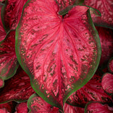 Heart to Heart Scarlet Flame caladium in a pot