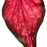 Heart to Heart Scarlet Flame caladium with red and pink leaves