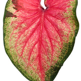 Pink caladium leaves in a container with Heart to Heart® Tickle Me Pink