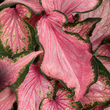 Heart to Heart Va Va Violet caladium in a container