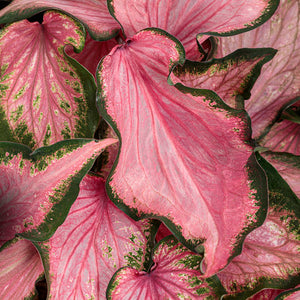 Heart to Heart Va Va Violet caladium in a container