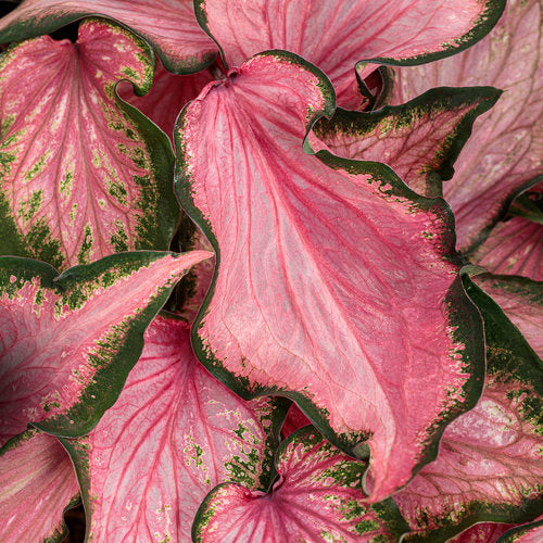 Heart to Heart Va Va Violet caladium in a container