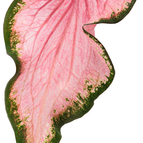 Heart to Heart Va Va Violet caladium in a pot