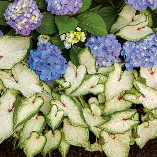 Heart to Heart® White Star Caladium | Proven Winners® – Creekside