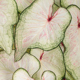 White Wonder caladium with white and green heart-shaped leaves
