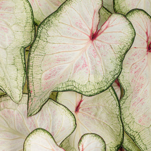 White Wonder caladium with white and green heart-shaped leaves