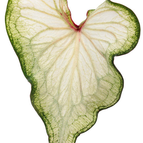 White Wonder caladium with white heart-shaped leaves in a pot