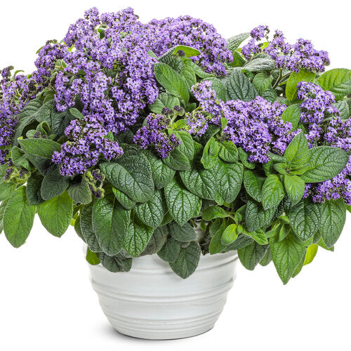 Purple heliotrope flowering in a nursery pot