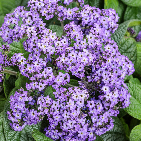 Purple heliotrope in a nursery pot with clustered blooms