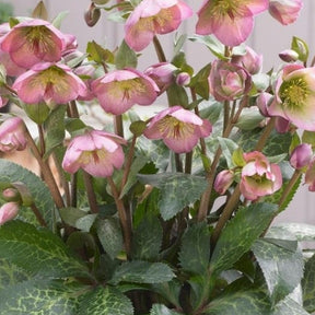 Frostkiss Dorothy’s Dawn hellebore with pale pink blooms