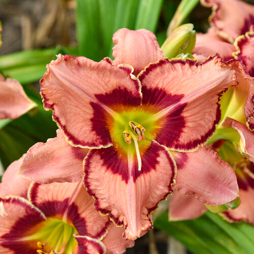 Rainbow Rhythm Fearfully and Wonderfully Made daylily blooms in a pot