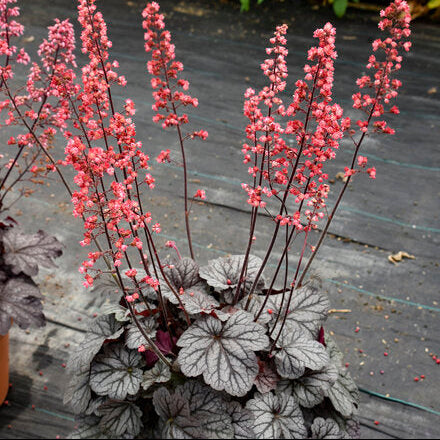 Proven Winners Dolce Coral Bells - Thumbnail 5