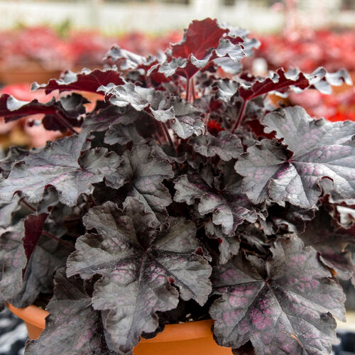 Dolce Sultry Night heuchera in a pot with dark foliage