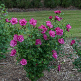 Magenta Chiffon rose of sharon flowering shrub in bloom