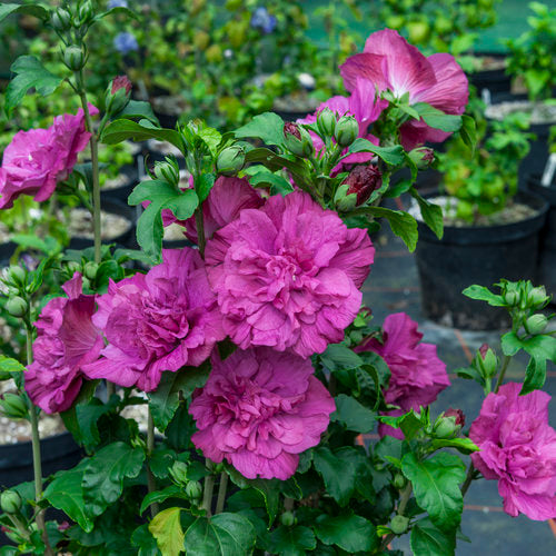 MAGENTA CHIFFON® Rose of Sharon | Proven Winners® – Creekside