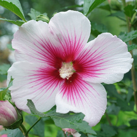 PARAPLU PINK INK Rose of Sharon with pink blooms in a pot