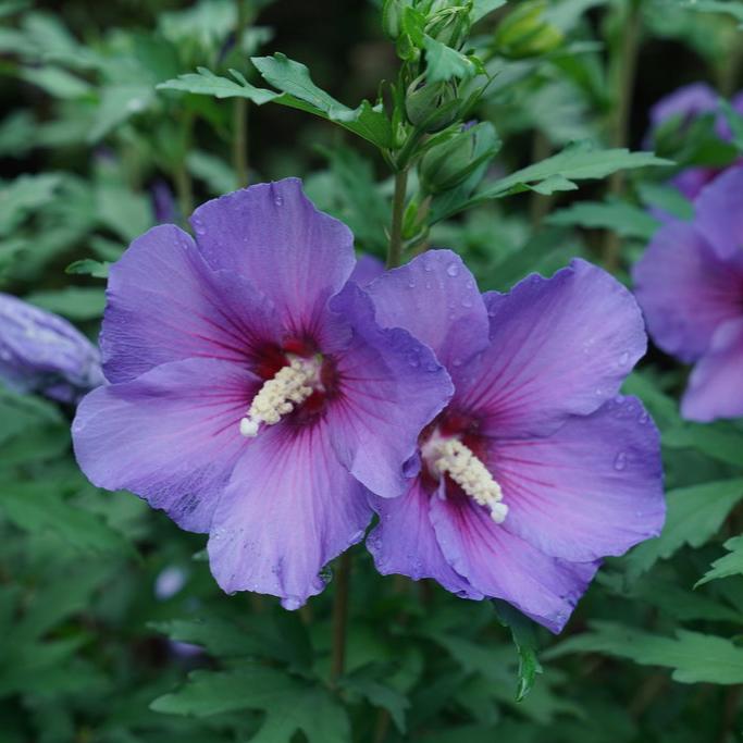 Proven Winners Hibiscus - Thumbnail 3