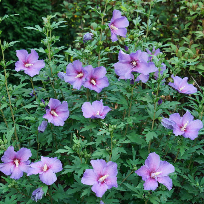 Proven Winners Hibiscus - Thumbnail 4