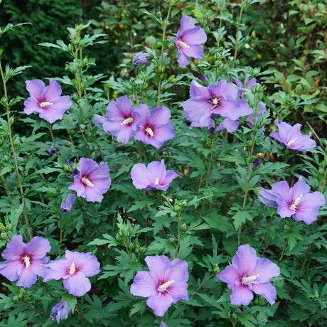 Paraplu Violet Rose of Sharon in bloom with purple flowers