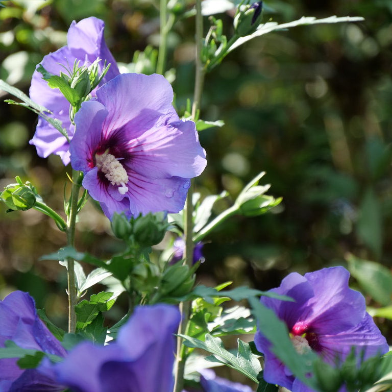 Proven Winners Hibiscus