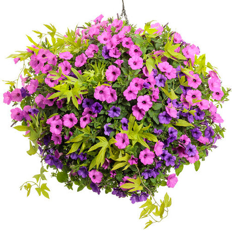 Sweet Caroline Upside Key Lime sweet potato vine in a pot