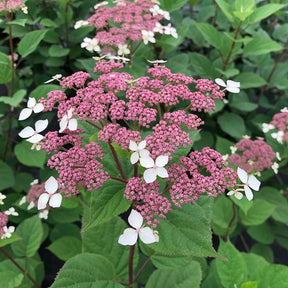 Blooming Hydrangea arborescens Invincibelle Lace in a pot