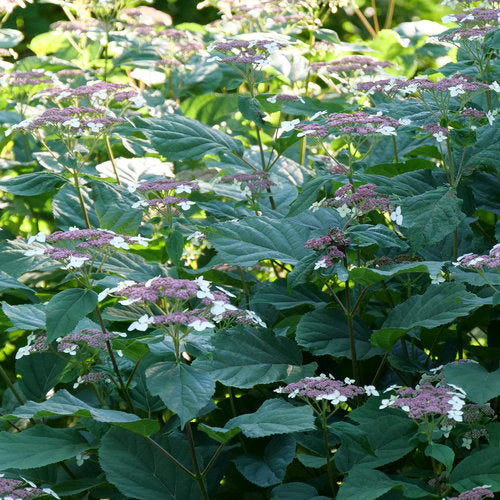 Hydrangea rad INVINCIBELLE LACE® | Proven Winners® – Creekside