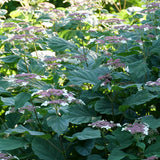 Hydrangea arborescens Invincibelle Lace in bloom in a pot