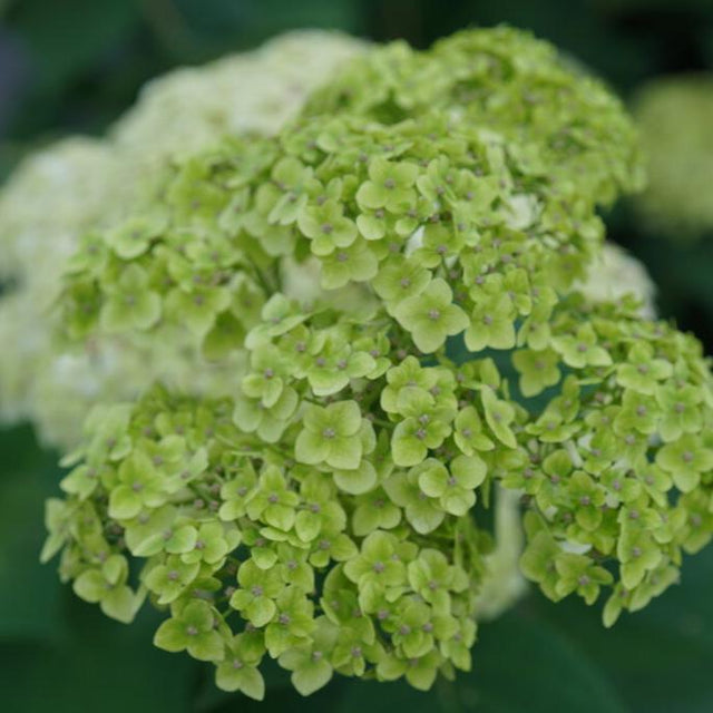 Invincibelle Sublime smooth hydrangea with green blooms