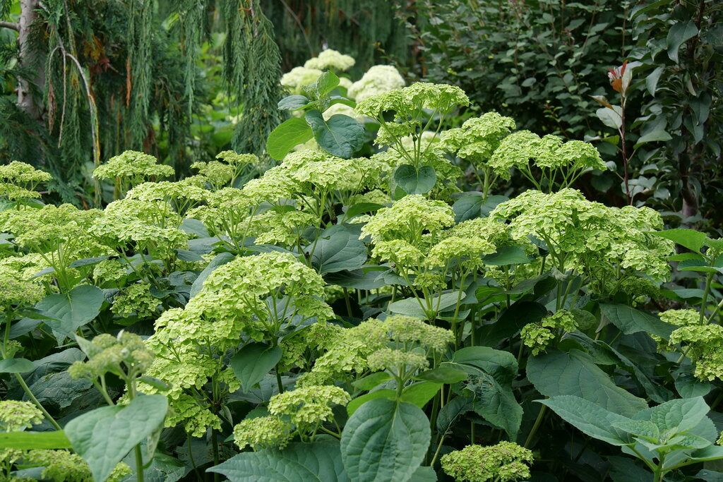 Invincibelle Sublime smooth hydrangea in bloom in a pot