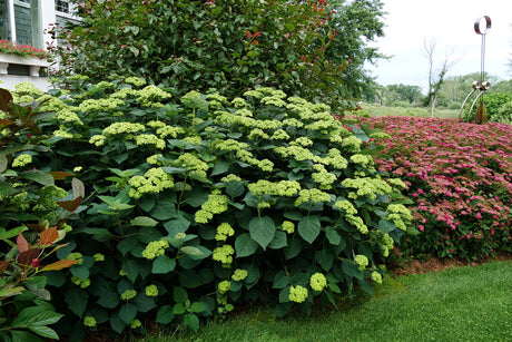 Invincibelle Sublime smooth hydrangea with pink blooms in pot