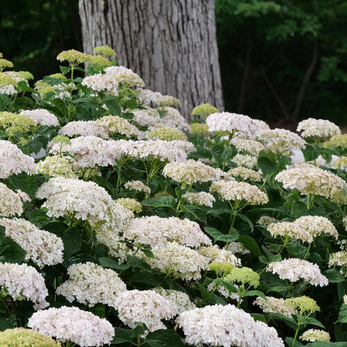 Invincibelle Wee White hydrangea in a nursery pot