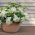 Fairytrail White Cascade Hydrangea in bloom in a nursery pot