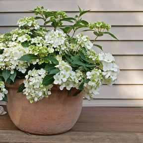 Fairytrail White Cascade Hydrangea in bloom in a nursery pot