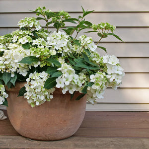 Fairytrail White Cascade Hydrangea in bloom in a nursery pot