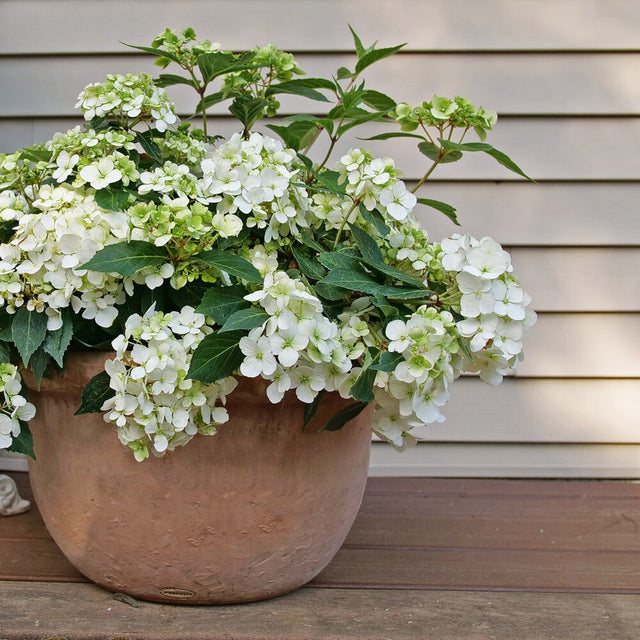 Fairytrail White Cascade Hydrangea in bloom in a nursery pot