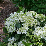 White Fairytrail Cascade Hydrangea in a nursery pot