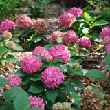 Let's Dance ¡Arriba! reblooming hydrangea in bloom in a pot
