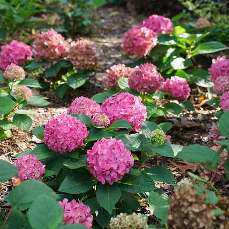 Let's Dance ¡Arriba! reblooming hydrangea in bloom in a pot