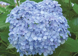 Hydrangea 'Big Daddy' in a nursery pot