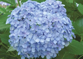 Hydrangea 'Big Daddy' in a nursery pot