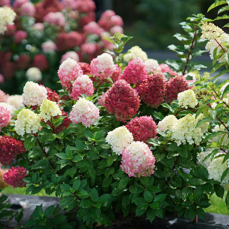 Little Lime Punch panicle hydrangea in a nursery pot