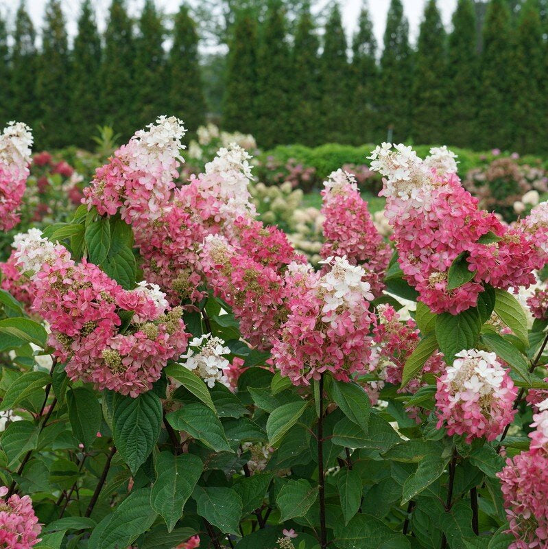 Hydrangea4936　準備中★ Hydrangea Macrophylla Zorro Lacecap Hydrangea | SiteOne US